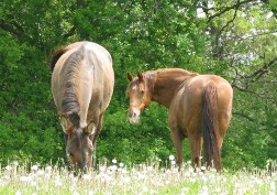 horses in pasture